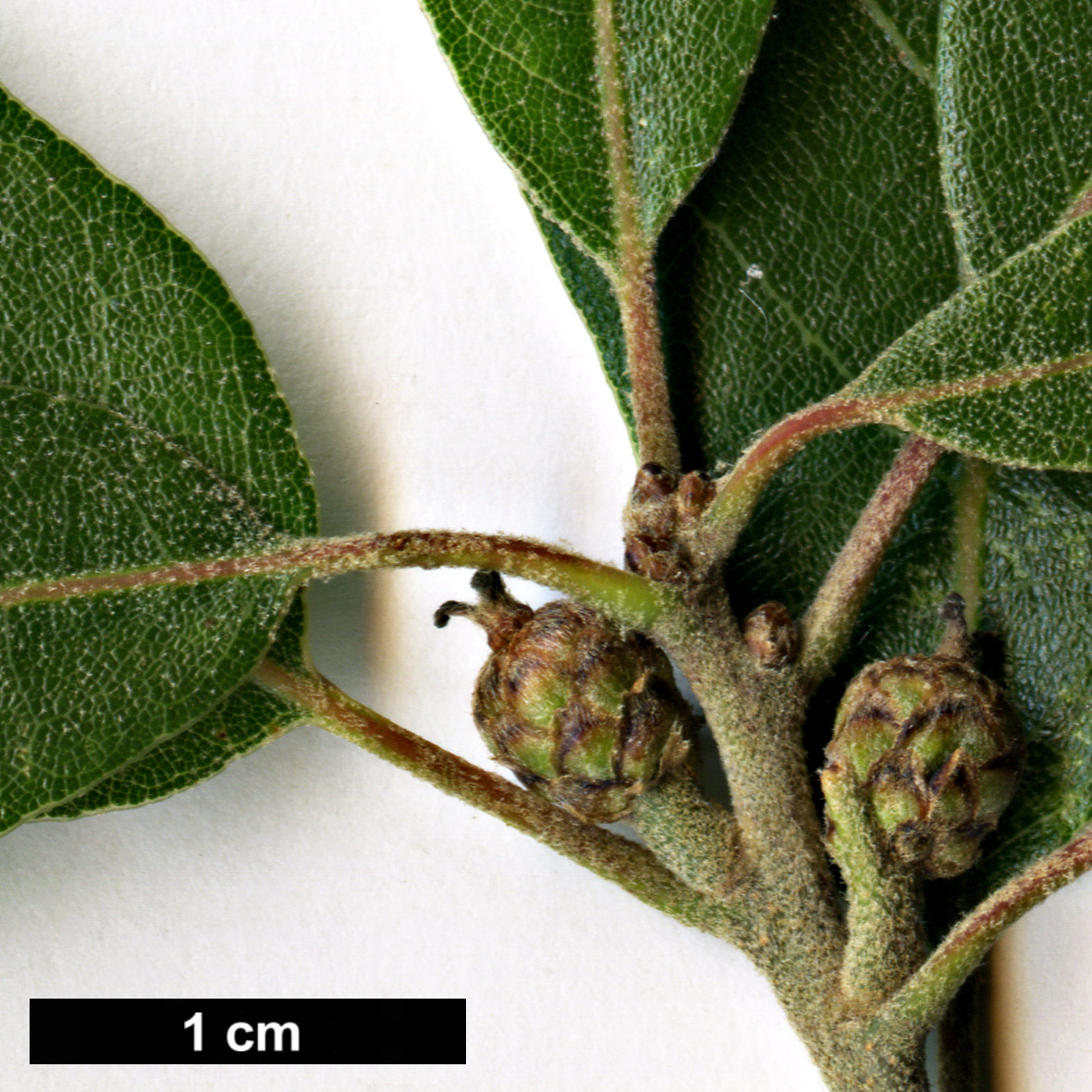 High resolution image: Family: Fagaceae - Genus: Quercus - Taxon: durifolia